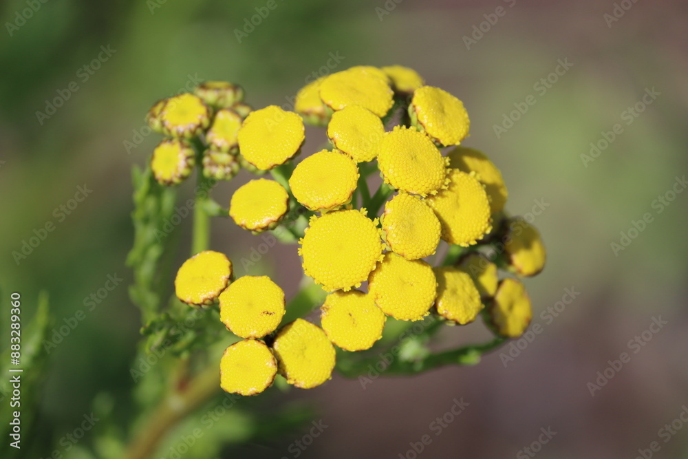 Canvas Prints Sweden. Tansy (Tanacetum vulgare) is a perennial, herbaceous flowering plant in the genus Tanacetum in the aster family, native to temperate Europe and Asia. 