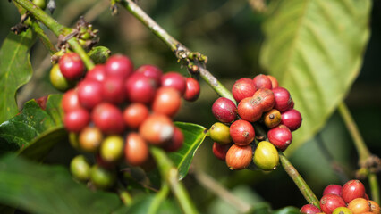 Coffee bean in the coffee tree, at the coffee plantation area