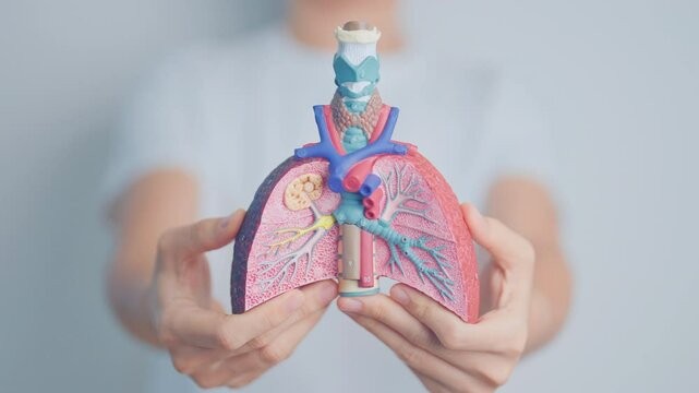 Doctor with Smoker and normal Lung anatomy for Disease. Lung Cancer, Asthma, Chronic Obstructive Pulmonary or COPD, Bronchitis, Emphysema, Cystic Fibrosis, Bronchiectasis, Pneumonia and world Lung day