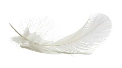 White feather on transparent background