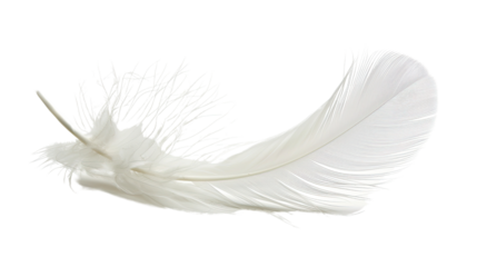 White feather on transparent background