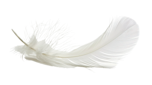 White feather on transparent background