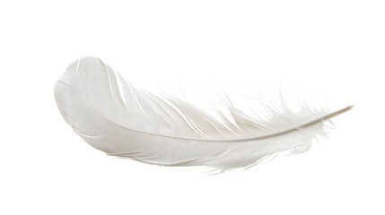 White feather on transparent background