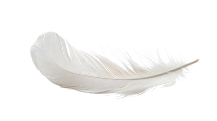 White feather on transparent background
