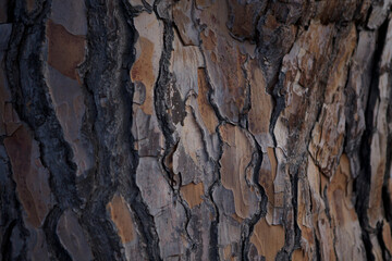 Natural background wallpaper Pine tree bark macro photography