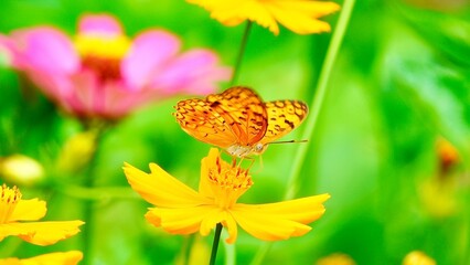 4K Butterfly flying concept. slow motion thai butterfly fly catching yellow flower on daytime. This butterfly is beautiful orange black color