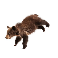 Obraz premium Cute brown bear cub, dynamic pose, isolated on white or transparent background, png clipart, design element.