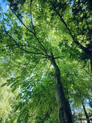 Obraz premium Drzewo orzech