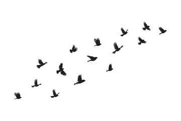 Pigeons flock flying formation silhouette