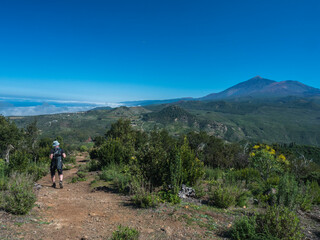 Scenic view on volcano Pico del Teide surrounded by pine tree forest with lonely man hiker at Teno mountain range, Tenerife, Canary Islands, Spain, Europe. Hiking trail around Cruz de Gala peak.