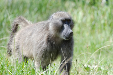 Baboon in South Africa