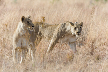 Two wild female lions walking in Pilanesberg National Park in South Africa.