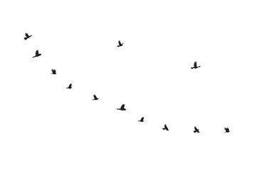 Flock of birds flying silhouette vector icon