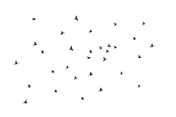 Flock of flying birds vector illustration