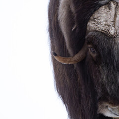 Musk ox portrait