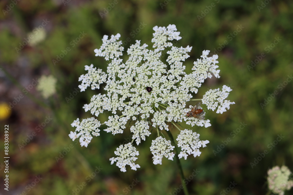 Sticker sweden. daucus carota, whose common names include wild carrot, european wild carrot, bird's nest, bi