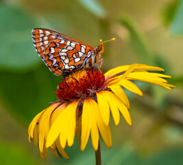butterfly on flower