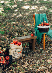 Apple harvest in garden at autumn. Red apple from organic farm