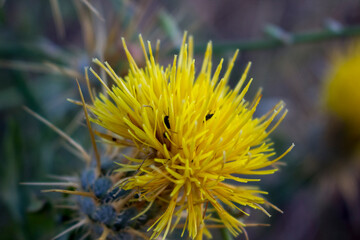 CENTAUREA SOLSTITIALIS