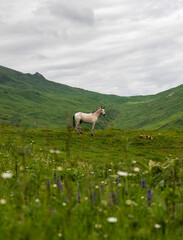 In Azerbaijan, in the magnificent Caucasian mountains