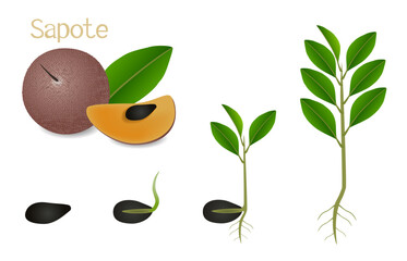 Sequence of a sapote plant growing isolated on white..eps
