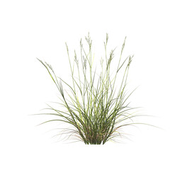 Rytidosperma caespitosum, common wallaby-grass, ringed wallaby-grass, white-top, semak, rumput, bushes, shrubs, evergreen, small tree, bush, light for daylight, easy to use, 3d render, isolated