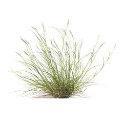 Rytidosperma caespitosum, common wallaby-grass, ringed wallaby-grass, white-top, semak, rumput, bushes, shrubs, evergreen, small tree, bush, light for daylight, easy to use, 3d render, isolated