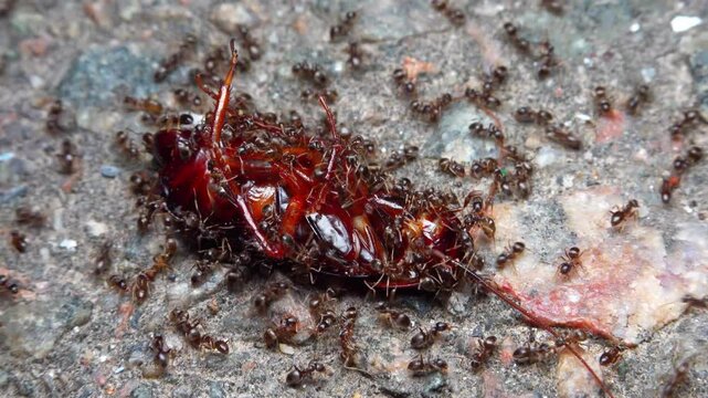Small aggressive ants attack a large black live cockroach at night and bite it