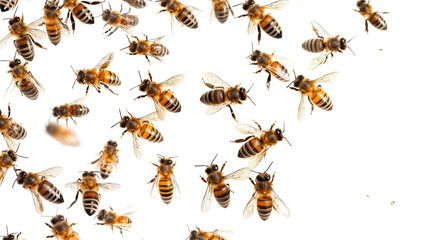 Bees on a transparent background