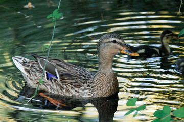 Pato real o anade real, Anas platyrhynchos, hembra junto a su cría con reflejos dorados del atardecer, Onil, España