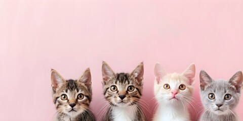 Illustration of cats with International Cat Day text on a pink background. Concept Cats, International Cat Day, Illustration, Pink Background, Feline Art