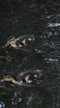 Hermanos patitos nadan en el estanque cerca de su madre, Onil, Espa&ntilde;a