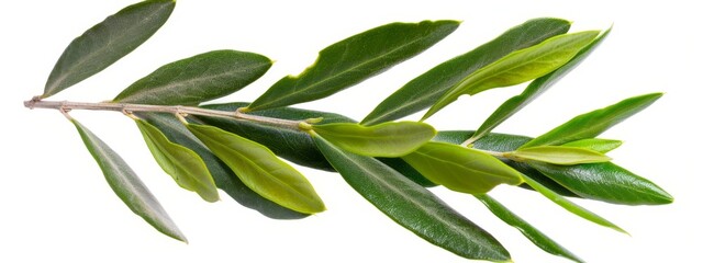 Fototapeta premium green leaves against a pristine white background, featuring one thin branch