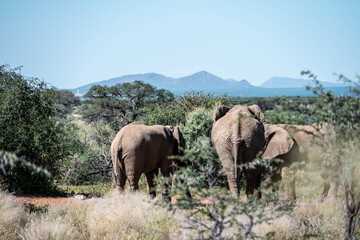 Fototapeta premium elephants in the savannah, namibia