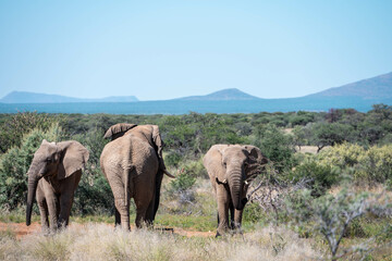 Fototapeta premium elephants in the savannah, namibia