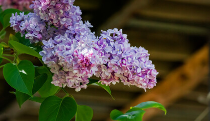 Large lilac bush in spring. Bright flowers of a spring lilac bush. A sprig of a beautiful varietal blooming flower