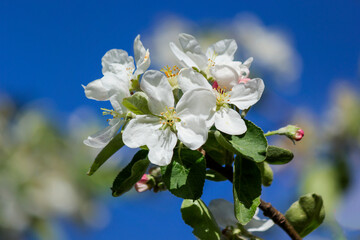 Blooming apple tree against a background of a beautiful blue sky. Close-up