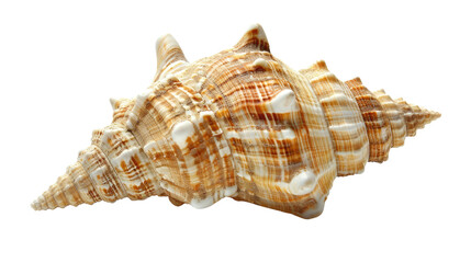 Seashell on a transparent background