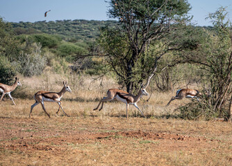 impala antelope in the savannah of Namibia, Africa