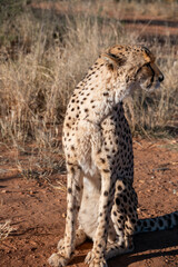 portrait of a cheetah in the namibian savanna