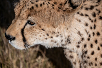 portrait of a cheetah in the namibian savanna