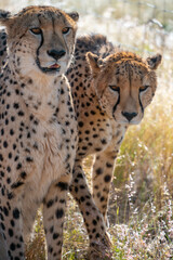 portrait of a cheetah in the namibian savanna