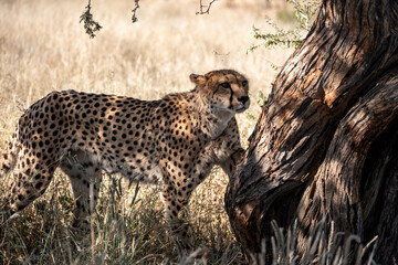 portrait of a cheetah in the namibian savanna