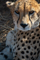 portrait of a cheetah in the namibian savanna