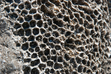 Colorful coral close-up