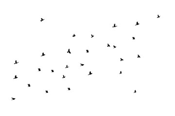 Silhouette of pigeon flock flying vector illustration