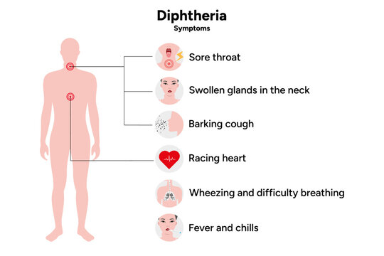 Diphtheria symptoms medical information with human silhouette illustration