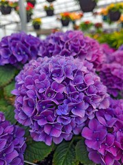 Extreme close-up of a purple hydrangea blossoms growing in a greenhouse