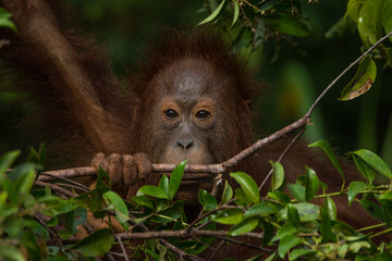ein neugieriger Orang-Utan in Borneo beim Taman Nationalpark