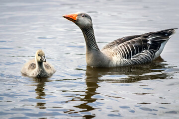 country goose on the water